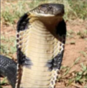 Cobra
